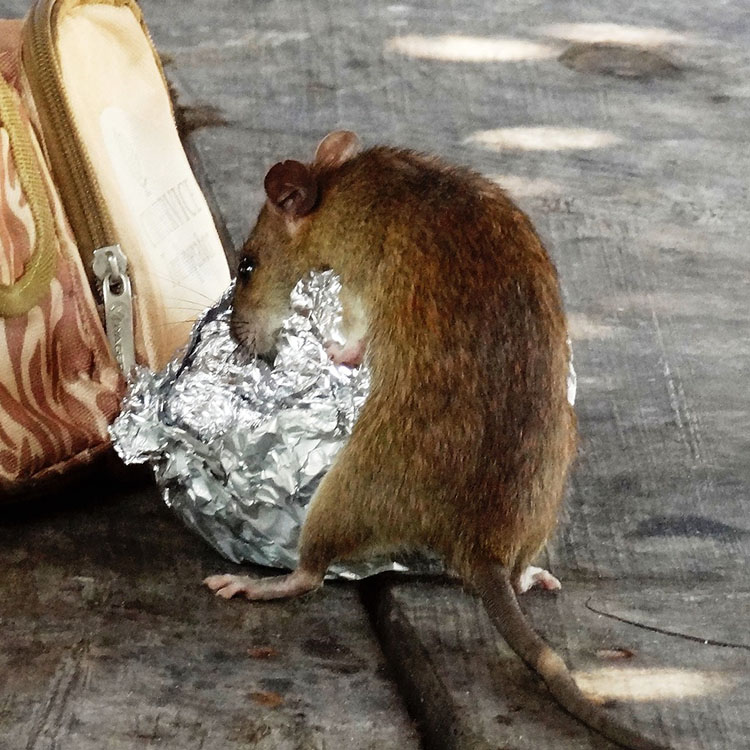 Rat eating human food