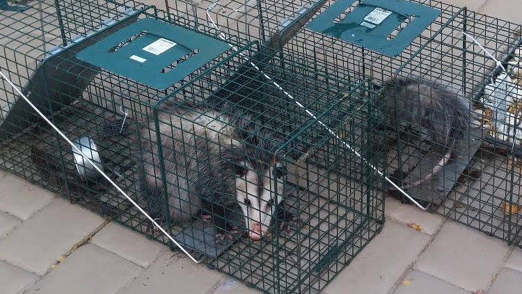 Possums in cage traps