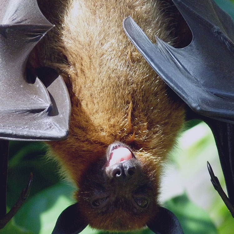 Bat image