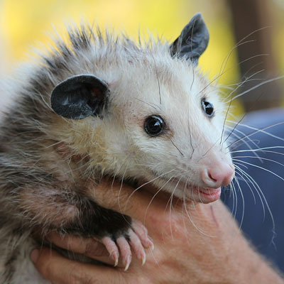 Hand-caught possum