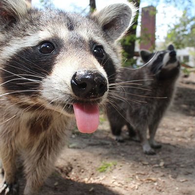 Raccoons at a wildlife sanctuary