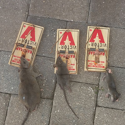 Rats in Traps