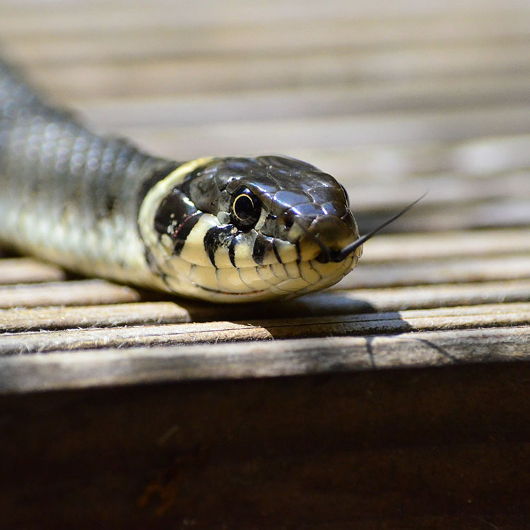 Snake on a porch deck