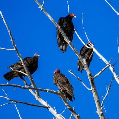 Vultures roosting in a tree